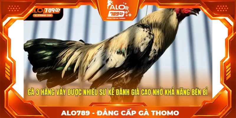 Gà 3 hàng vảy được nhiều sư kê đánh giá cao nhờ khả năng bền bỉ Gà 3 hàng vảy được nhiều sư kê đánh giá cao nhờ khả năng bền bỉ