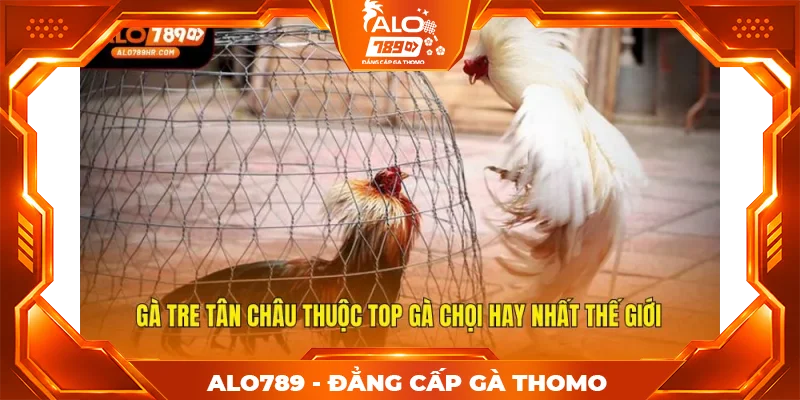 Gà Tre Tân Châu thuộc top gà chọi hay nhất thế giới Gà Tre Tân Châu thuộc top gà chọi hay nhất thế giới